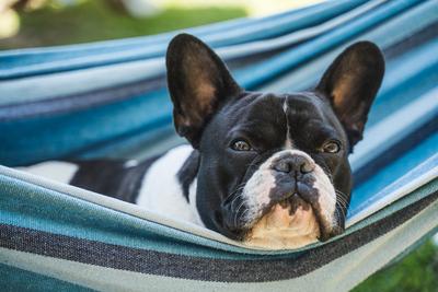 young cute french bulldog relaxing in hammock-stock-photo