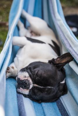 young cute french bulldog relaxing in hammock-stock-photo