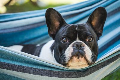 young cute french bulldog relaxing in hammock-stock-photo