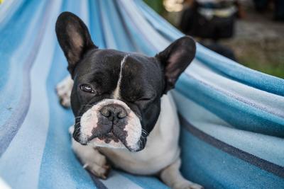 young cute french bulldog relaxing in hammock-stock-photo