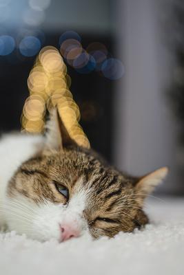 Cat with christmas bokeh lights-stock-photo