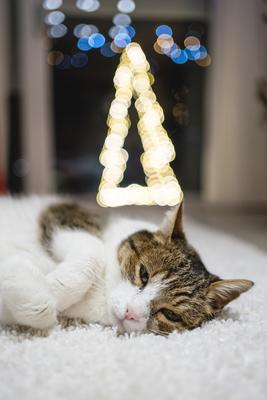 Cat with christmas bokeh lights-stock-photo