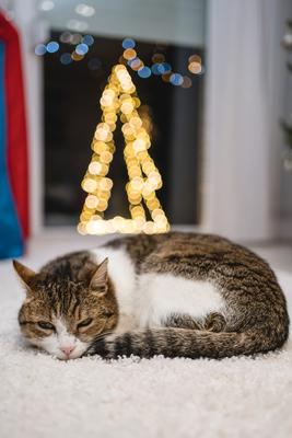 Cat with christmas bokeh lights-stock-photo