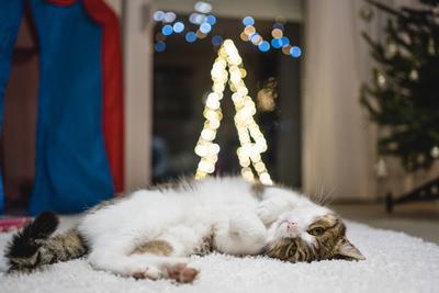 Cat with christmas bokeh lights-stock-photo