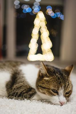 Cat with christmas bokeh lights-stock-photo