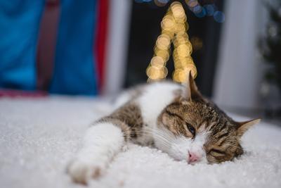 Cat with christmas bokeh lights-stock-photo