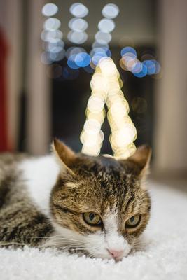 Cat with christmas bokeh lights-stock-photo