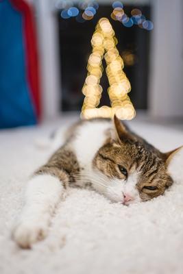 Cat with christmas bokeh lights-stock-photo