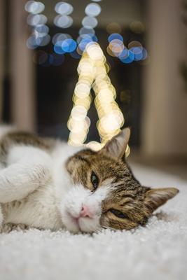 Cat with christmas bokeh lights-stock-photo