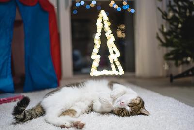 Cat with christmas bokeh lights-stock-photo