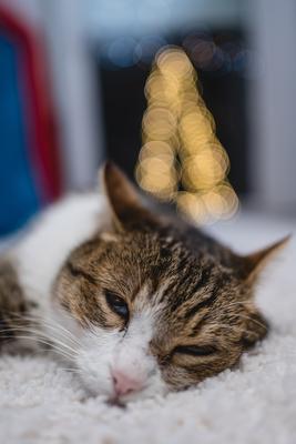 Cat with christmas bokeh lights-stock-photo