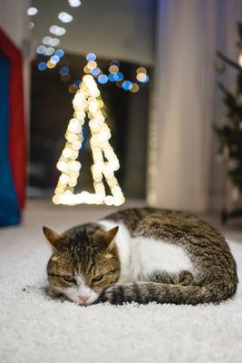 Cat with christmas bokeh lights-stock-photo