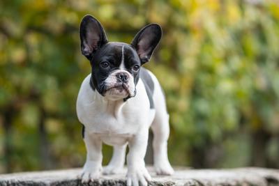 young cute french bulldog posing-stock-photo