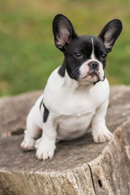 young cute french bulldog posing-stock-photo