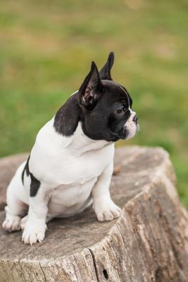 young cute french bulldog posing-stock-photo