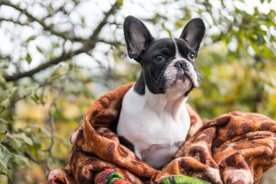 young cute french bulldog posing-stock-photo