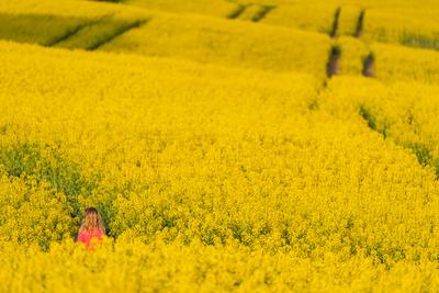 small girl walking in canola field-stock-photo