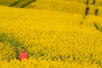 small girl walking in canola field-stock-photo