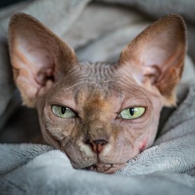 Canadian Sphinx. green-eyed bald cat-stock-photo