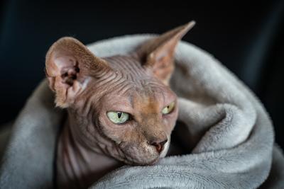 Canadian Sphinx. green-eyed bald cat-stock-photo