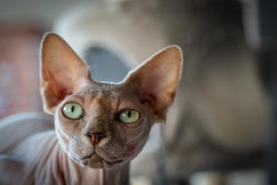 Canadian Sphinx. green-eyed bald cat-stock-photo