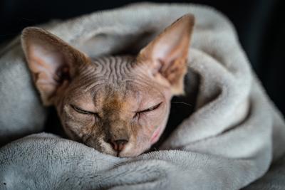 Canadian Sphinx. green-eyed bald cat-stock-photo