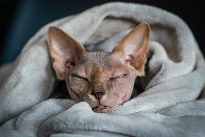 Canadian Sphinx. green-eyed bald cat-stock-photo