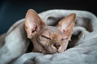 Canadian Sphinx. green-eyed bald cat-stock-photo