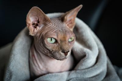 Canadian Sphinx. green-eyed bald cat-stock-photo