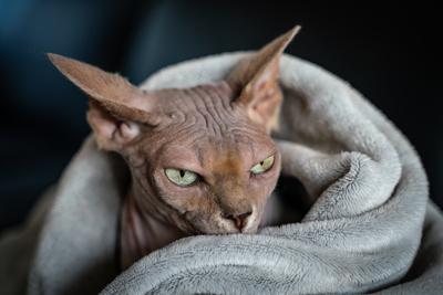 Canadian Sphinx. green-eyed bald cat-stock-photo