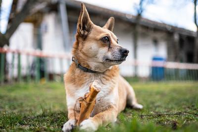 small brown dog chewing a big bone-stock-photo