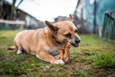 small brown dog chewing a big bone-stock-photo