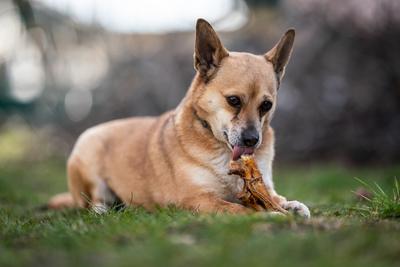 small brown dog chewing a big bone-stock-photo