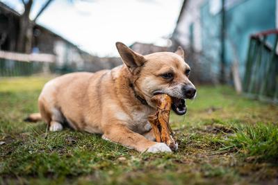 small brown dog chewing a big bone-stock-photo