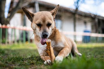 small brown dog chewing a big bone-stock-photo