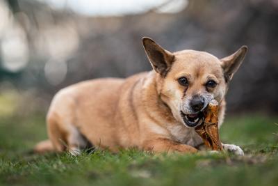 small brown dog chewing a big bone-stock-photo