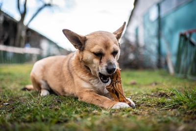 small brown dog chewing a big bone-stock-photo