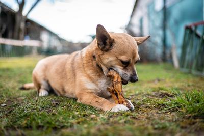 small brown dog chewing a big bone-stock-photo