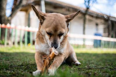 small brown dog chewing a big bone-stock-photo