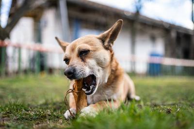 small brown dog chewing a big bone-stock-photo