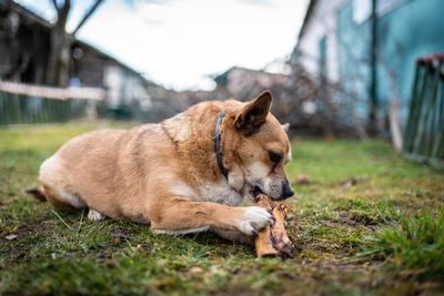 small brown dog chewing a big bone-stock-photo