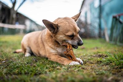 small brown dog chewing a big bone-stock-photo