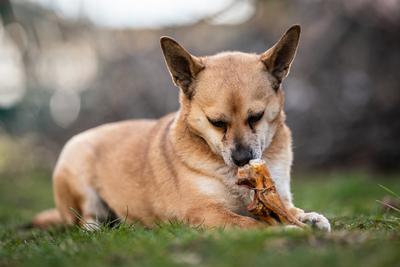 small brown dog chewing a big bone-stock-photo