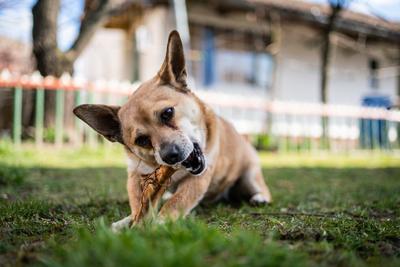 small brown dog chewing a big bone-stock-photo