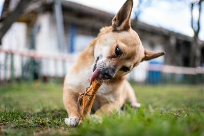 small brown dog chewing a big bone-stock-photo