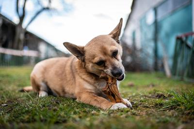 small brown dog chewing a big bone-stock-photo