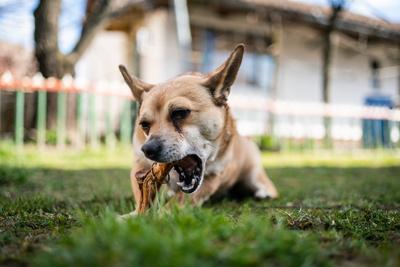 small brown dog chewing a big bone-stock-photo