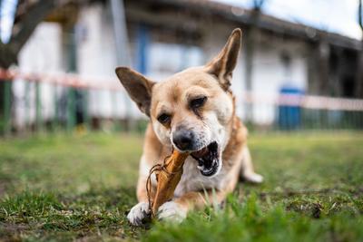 small brown dog chewing a big bone-stock-photo