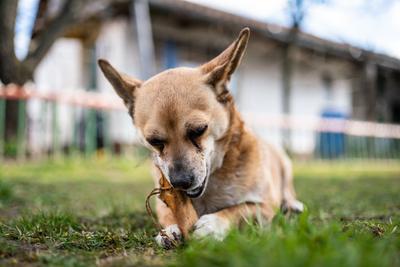 small brown dog chewing a big bone-stock-photo