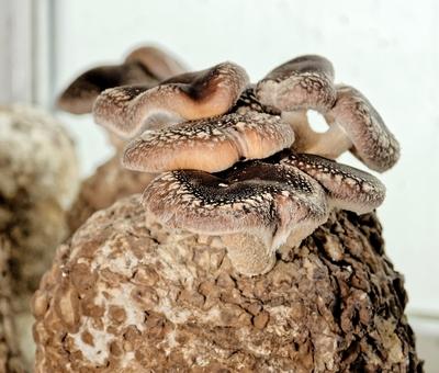 Shiitake gomba-stock-photo